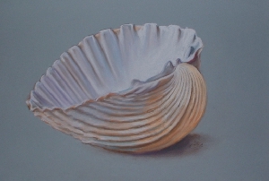 Shell